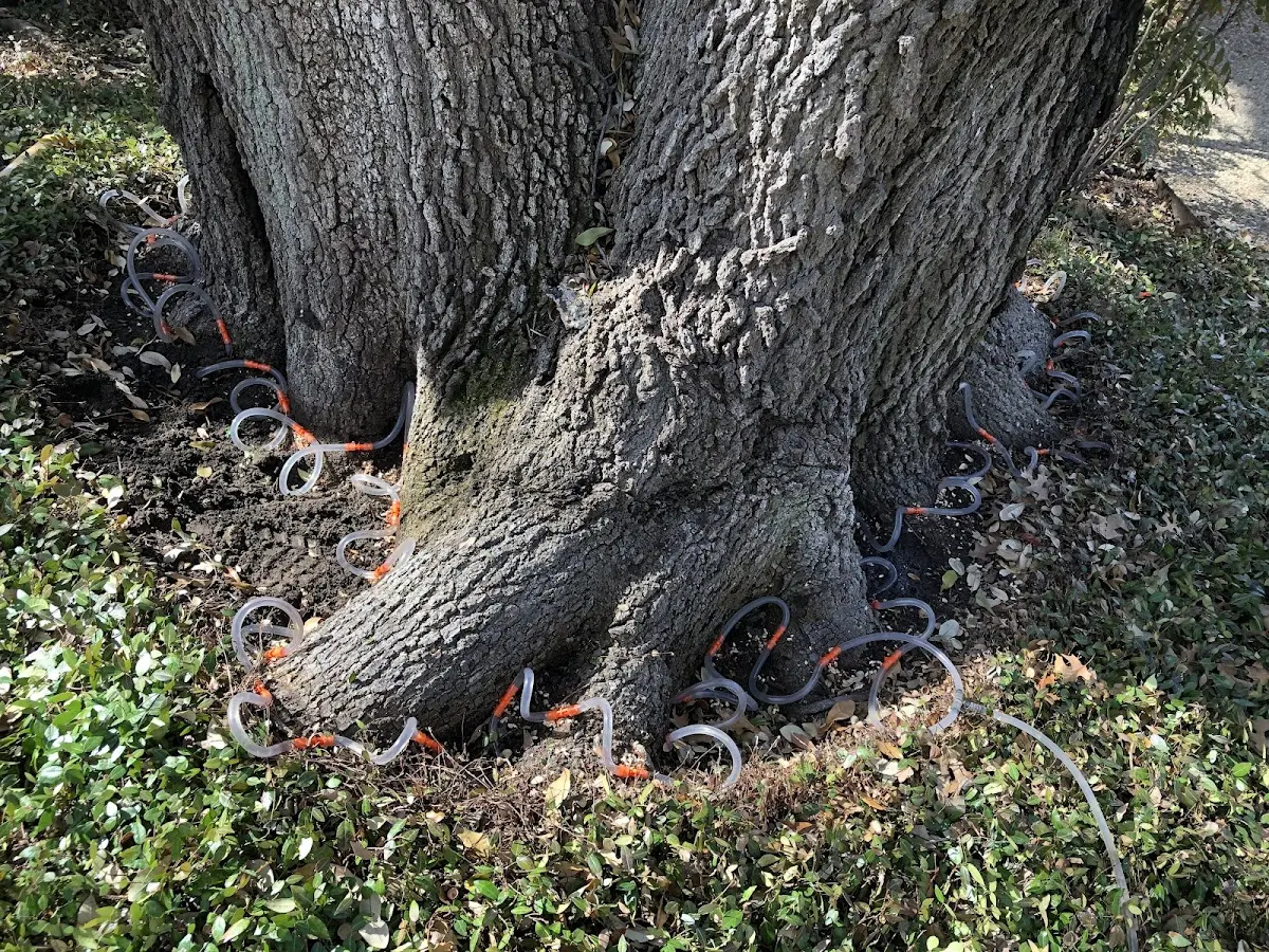Detailed Tree Cabling and Bracing job site in Rural Hall